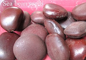 Sea bean seeds - Can be used to make ornaments and necklaces with. Buy from South Africa, Pretoria, Villieria