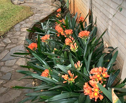 Plants, clivias, bright orange. South Africa, Centurion, Clubview