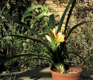 Plants, clivias, hybrid mixed colors. South Africa, Centurion, Clubview