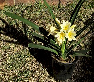 Plants, clivias, yellow. South Africa, Centurion, Clubview