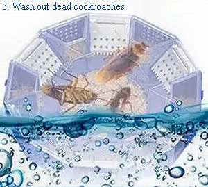 Cockroach traps. South Africa, Pretoria, Gezina